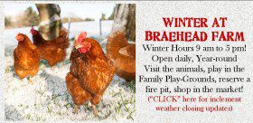 Winter at Braehead poster with chicken image