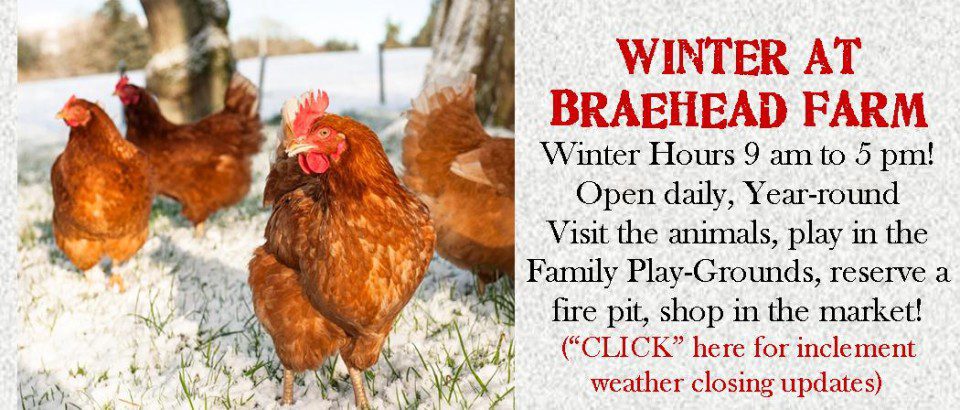 Winter at Braehead poster with chicken image